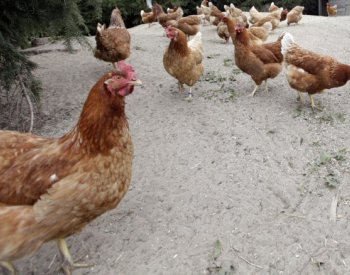 Slepice se červenají, když jsou vzrušené nebo vyděšené, zjistila studie