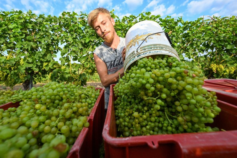 Burčák bude letos brzy, první vinaři už dnes začali na jižní Moravě se sklizní