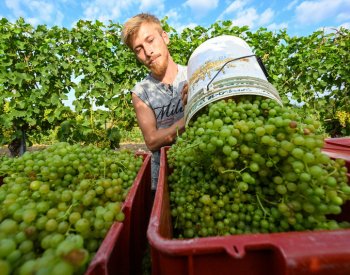Burčák bude letos brzy, první vinaři už dnes začali na jižní Moravě se sklizní