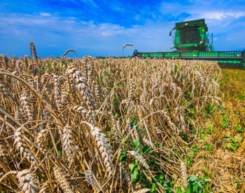 Žně letos postupují rychleji než loni, výnosy u obilovin i řepky ale poklesly