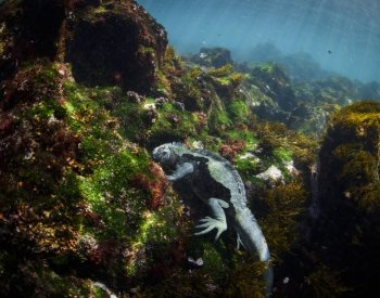 AP: Galapágy a jejich unikátní živočichy ohrožuje oteplování oceánů
