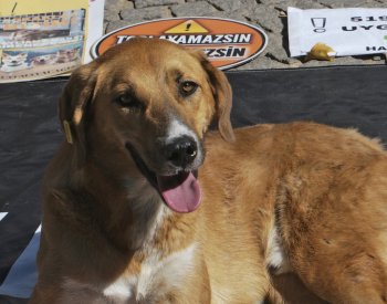 Turecký parlament schválil sporný zákon o toulavých psech