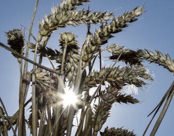 MZe rozdělí přes 6 mld Kč na podporu mladých zemědělců či chytré technologie