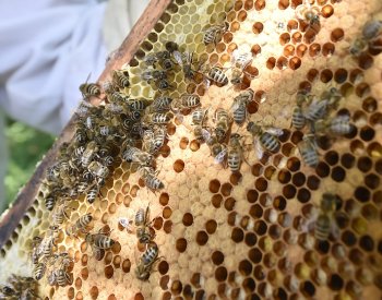 Někteří včelaři v ČR se potýkají s cementovým medem, ohrožuje včelstva