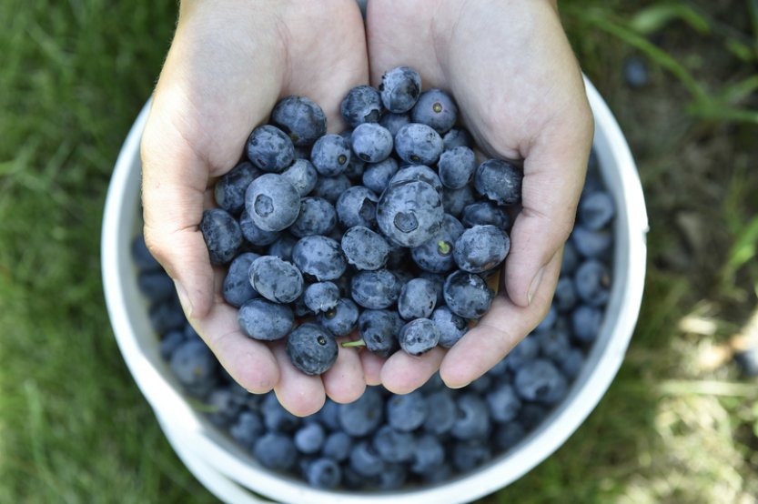 SZPI upozorňuje na prodej borůvek, prodávat se smí jen na 