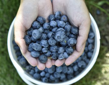 SZPI upozorňuje na prodej borůvek, prodávat se smí jen na `kila` ne na `litry`