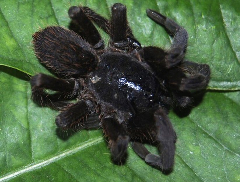 Virtuální realita může lidem pomoci zmírnit strach z pavouků nebo tmy