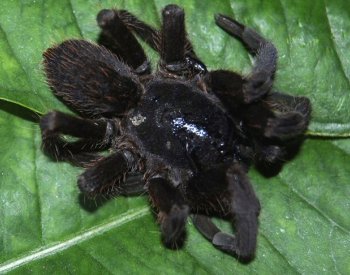 Virtuální realita může lidem pomoci zmírnit strach z pavouků nebo tmy