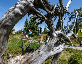 Záchranáři: Lidé alergičtí na bodnutí hmyzem by i po horách měli chodit s léky