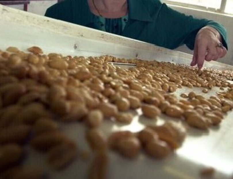 Austrálie spouští celosvětově první léčbu alergie na arašídy u dětí