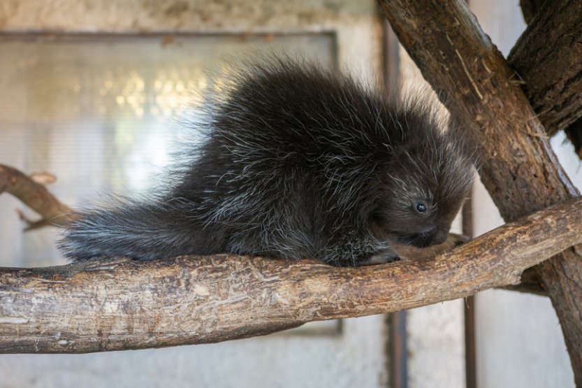 V olomoucké zoo se narodilo mládě urzona, chov těchto hlodavců je náročný
