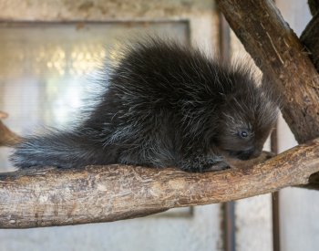 V olomoucké zoo se narodilo mládě urzona, chov těchto hlodavců je náročný