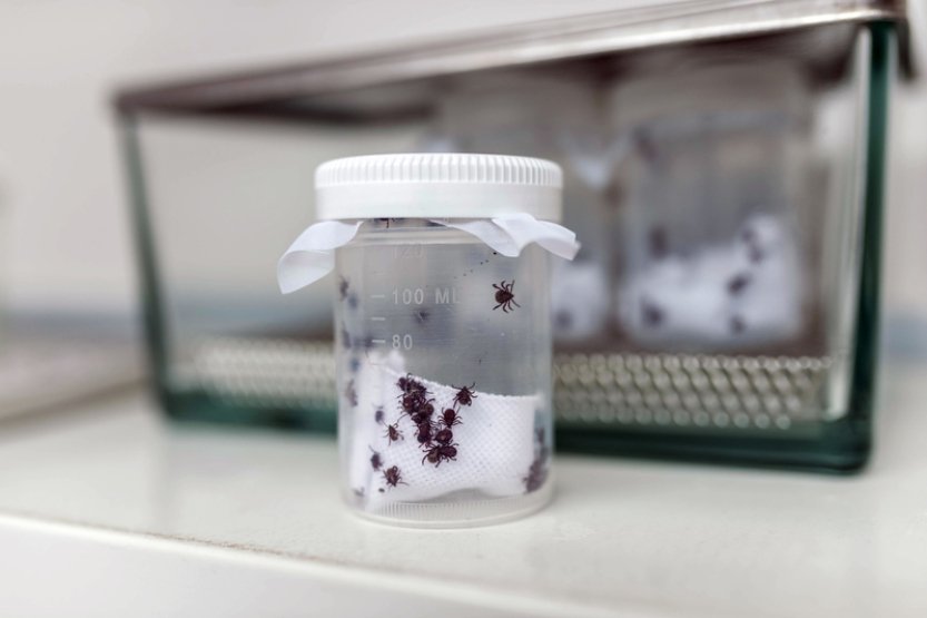 Případů lymské boreliózy bylo letos do července nejvíc za 10 let