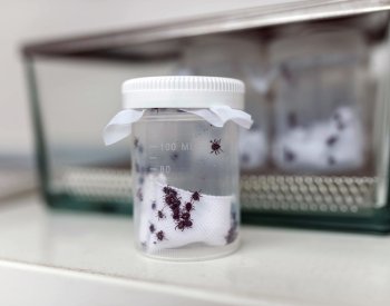 Případů lymské boreliózy bylo letos do července nejvíc za 10 let