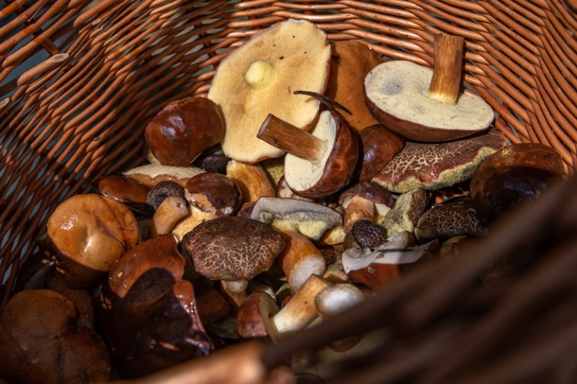 Češi loni nasbírali 28.850 tun lesních plodin, méně než v předchozích letech