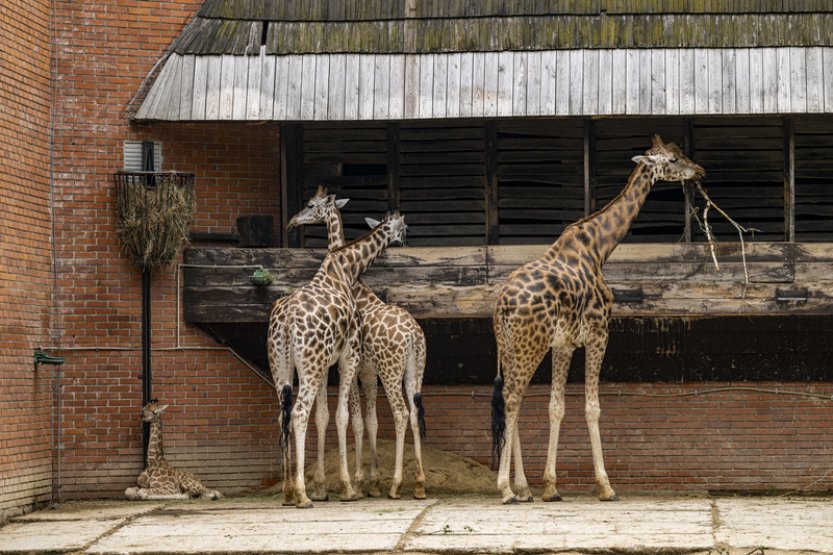 Liberecká zoo slaví 120 let, za pár let ji čeká velké rozšíření