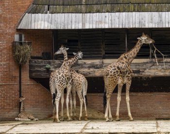 Liberecká zoo slaví 120 let, za pár let ji čeká velké rozšíření
