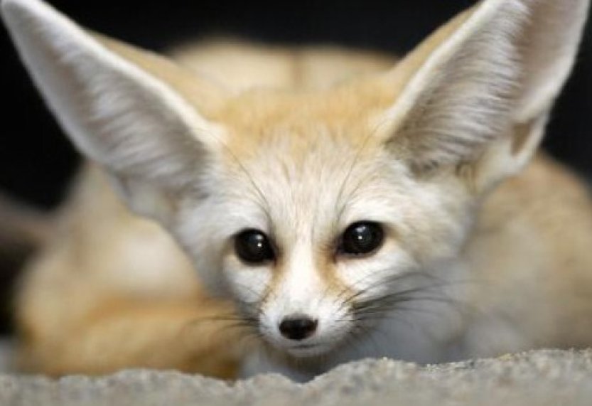 Ze Zoo Praha utekl fenek, zahrada prosí veřejnost o pomoc s hledáním