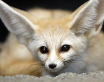 Ze Zoo Praha utekl fenek, zahrada prosí veřejnost o pomoc s hledáním