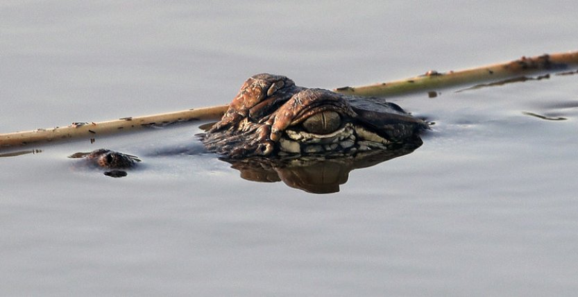 Britský expert na krokodýly skončil za mřížemi za sexuální zneužívání psů
