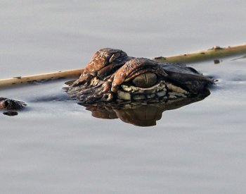 Britský expert na krokodýly skončil za mřížemi za sexuální zneužívání psů