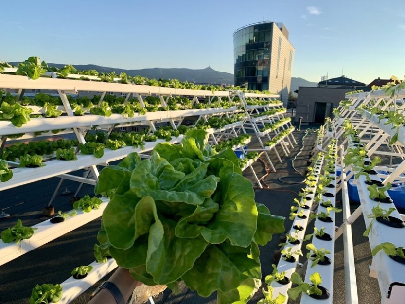 Studentka architektury pěstuje na střeše liberecké univerzity salát