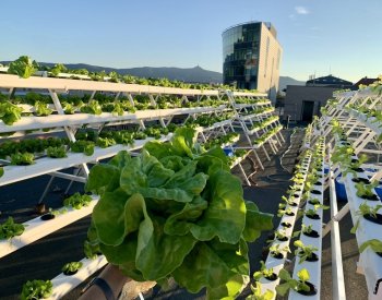 Studentka architektury pěstuje na střeše liberecké univerzity salát