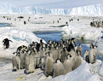 Vyšší teploty letos zasáhly také Antarktidu, upozorňují vědci