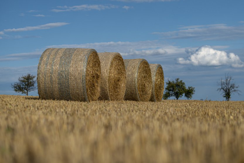 Zemědělský svaz: V Česku je kvůli suchu nedostatek sena, stojí více než loni