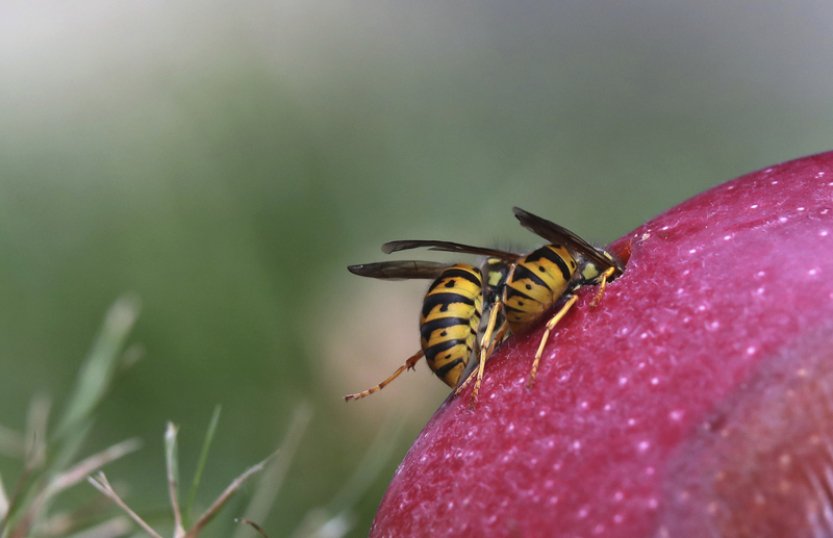 Kvůli teplé zimě a jaru může být podle expertů více vos, agresivnější ale nejsou