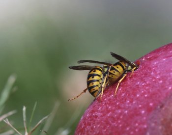 Kvůli teplé zimě a jaru může být podle expertů více vos, agresivnější ale nejsou