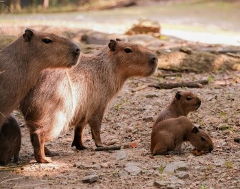 Zoo Brno má čtyři mláďata kapybar, narodila se na začátku srpna