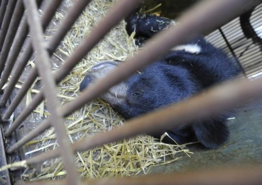 Zámek Konopiště přijde o medvěda Jiřího, zlínská ZOO vypověděla NPÚ dohodu