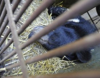 Zámek Konopiště přijde o medvěda Jiřího, zlínská ZOO vypověděla NPÚ dohodu