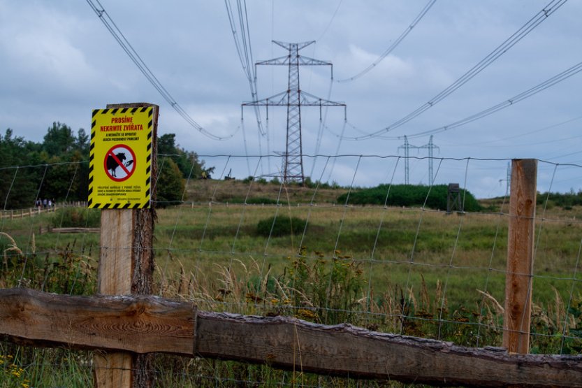 ČEPS na Písecku poprvé v Česku nasadil ovce při udržování ploch pod dráty