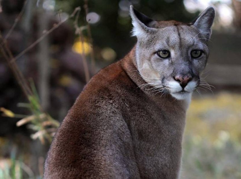 BBC: Proč divoká zvířata útočí na člověka?