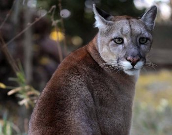 BBC: Proč divoká zvířata útočí na člověka?