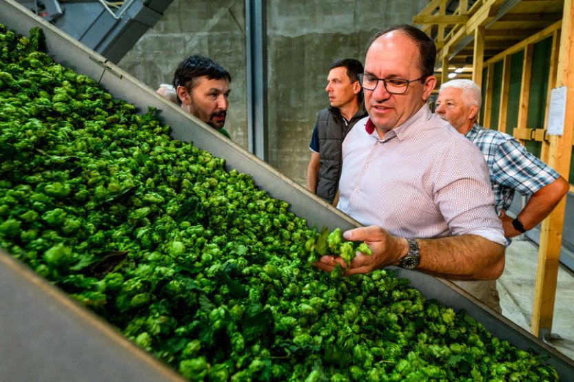 Úroda chmele v ČR by letos mohla být o 10 pct. vyšší než loňských 6997 tun