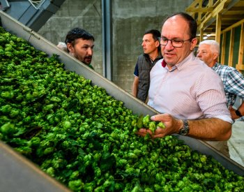 Úroda chmele v ČR by letos mohla být o 10 pct. vyšší než loňských 6997 tun