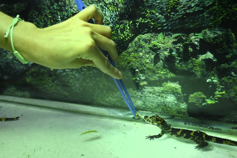 Mláďata aligátorů čínských v Jihlavě mají za sebou nejkritičtější období