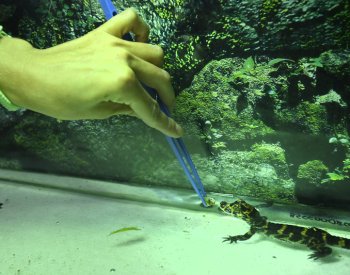 Mláďata aligátorů čínských v Jihlavě mají za sebou nejkritičtější období
