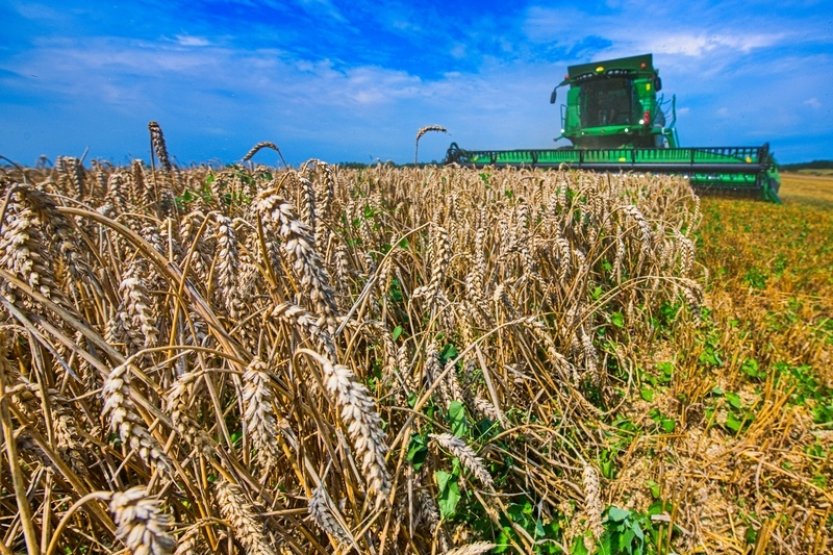 Komora: Zemědělci sklidili 6,75 mil. tun obilí, tržby jim klesnou o 7 mld. Kč