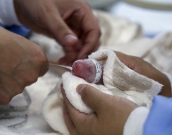 Berlínská zoo slaví, po pěti letech se zde opět narodila pandí dvojčata