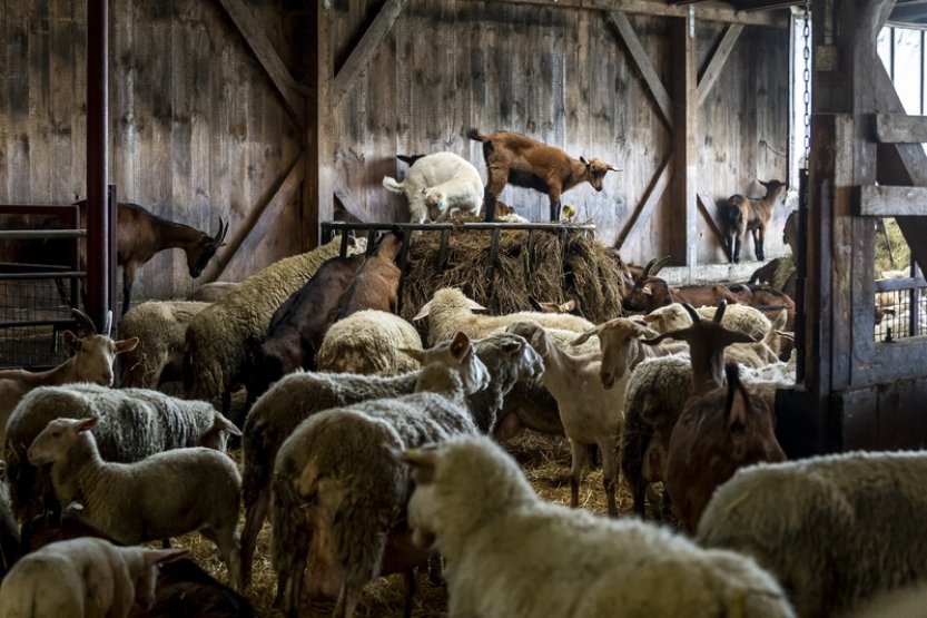 Chovy ovcí a koz v Česku klesají až o deset pct ročně, ubývá i chovatelů