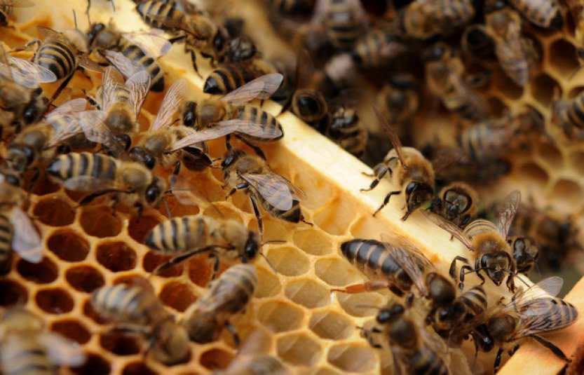 Včelaře letos trápí kromě melecitózy i přemnožené vosy