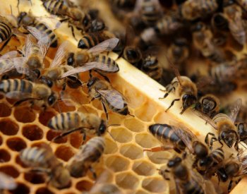 Včelaře letos trápí kromě melecitózy i přemnožené vosy