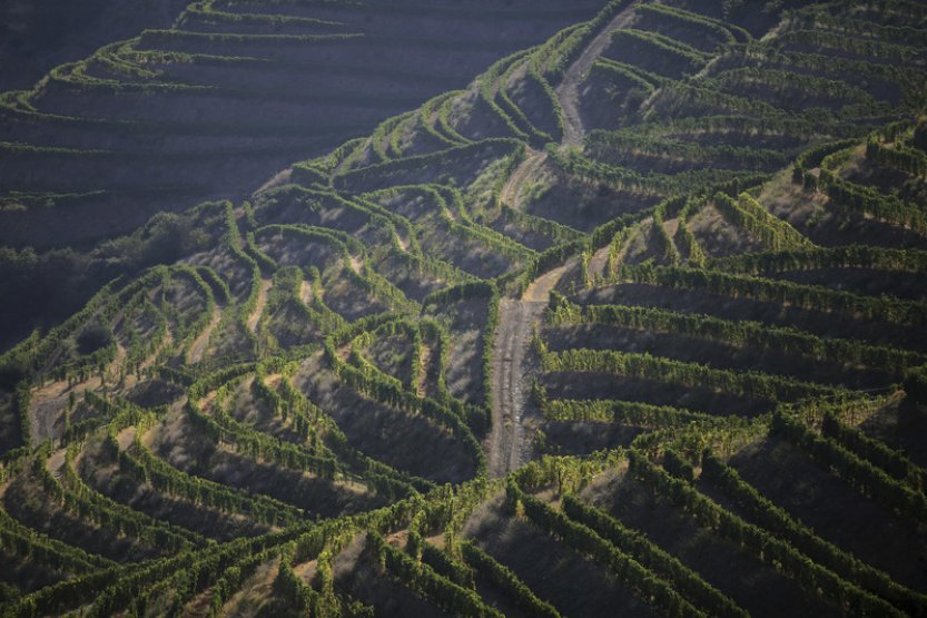 CNBC: Vinice v jižní Evropě kvůli extrémnímu vedru bojují o přežití