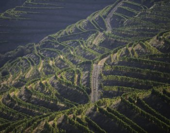 CNBC: Vinice v jižní Evropě kvůli extrémnímu vedru bojují o přežití