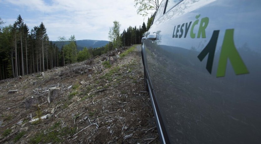 Lesy ČR kácely v Krušnohoří staré stromy ilegálně, uvedla Greenpeace