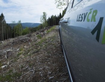 Lesy ČR kácely v Krušnohoří staré stromy ilegálně, uvedla Greenpeace